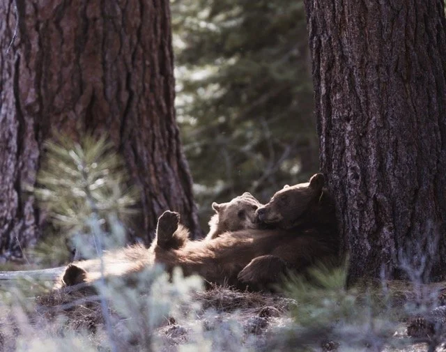 753 and cub.jpg-2026-6-15 13.57.32 Medium.jpeg