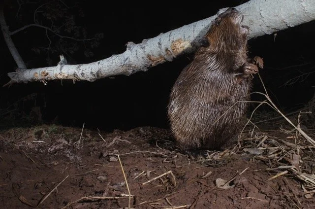 Cam Trap Beavers-1.jpg-2026-6-15 13.44.7 Medium.jpeg