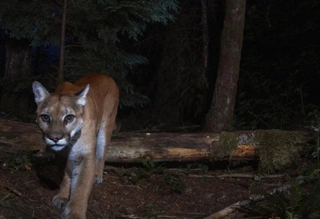 Cougar copy 3.jpg-2026-6-15 13.33.27 Medium.jpeg