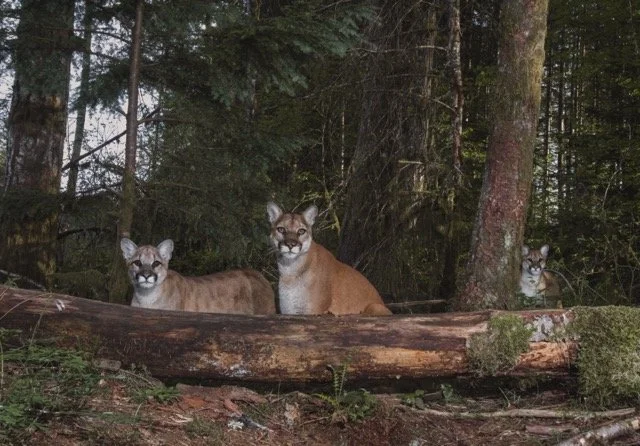 Cougar mom and kittens.jpg-2026-6-15 13.31.31 Medium.jpeg