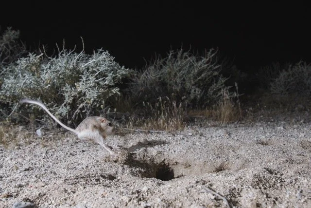 Kangaroo Rat.jpg-2026-6-15 14.3.23 Medium.jpeg