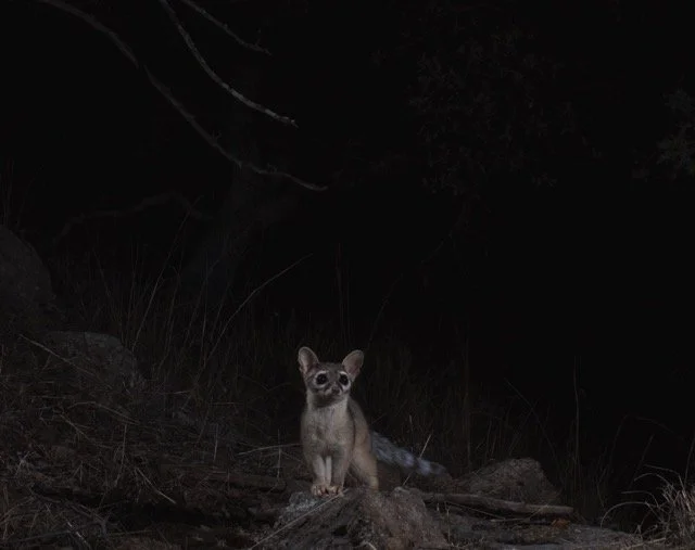 Ringtail .jpg-2026-6-15 13.42.48 Medium.jpeg