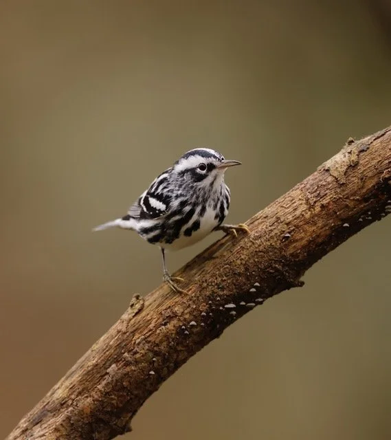 B and W Warbler_Woodard Medium.jpeg