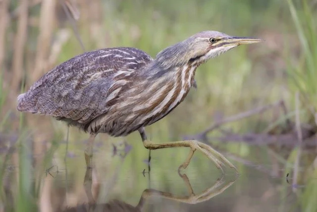 Bittern_Woodard Medium.jpeg
