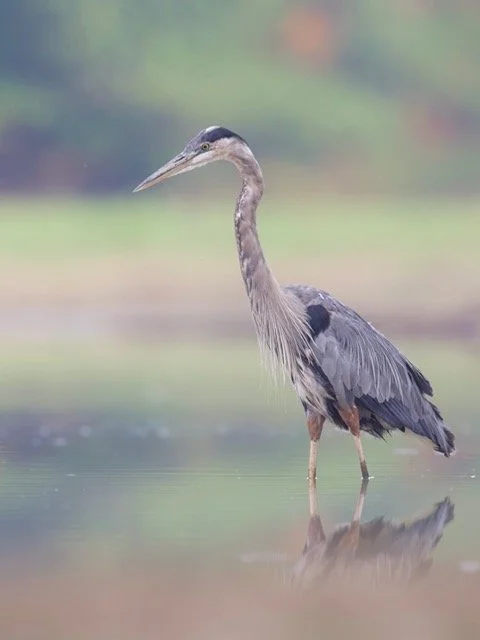 GBH  Fall Portrait Medium.jpeg