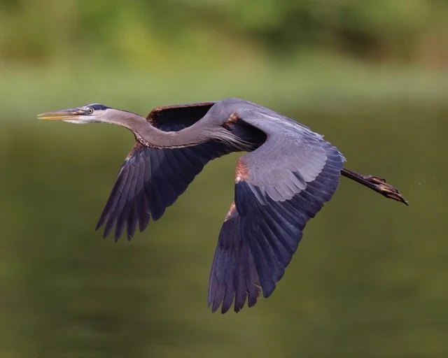 GBH In Flight_Woodard Medium.jpeg
