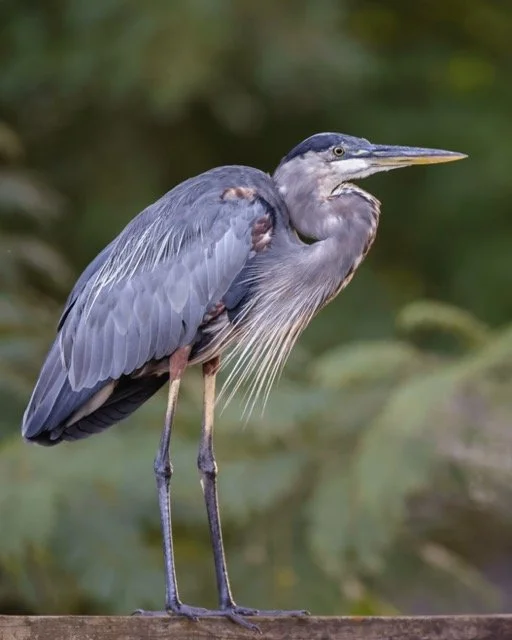 GBH Portrait_Woodard Medium.jpeg