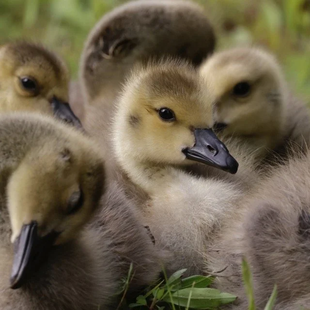 Goslings_Woodard Medium.jpeg