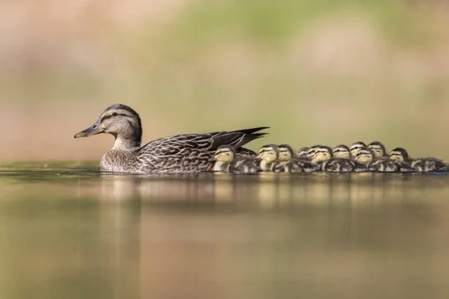 Mallard Family Medium.jpeg