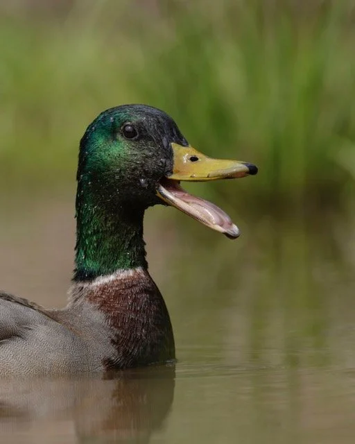 Mallard Portrait_Woodard Medium.jpeg