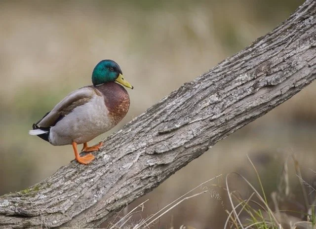 Mallard_Woodard Medium.jpeg