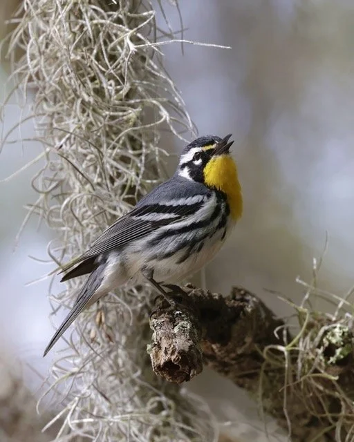 Yellow throated - MW 4 Medium.jpeg