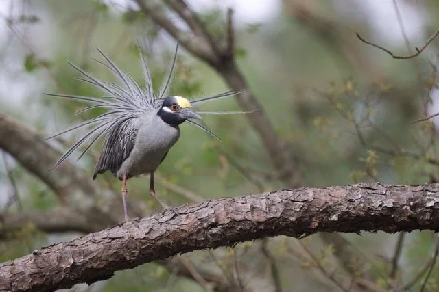 Yellow-Crowned_Woodard Medium.jpeg