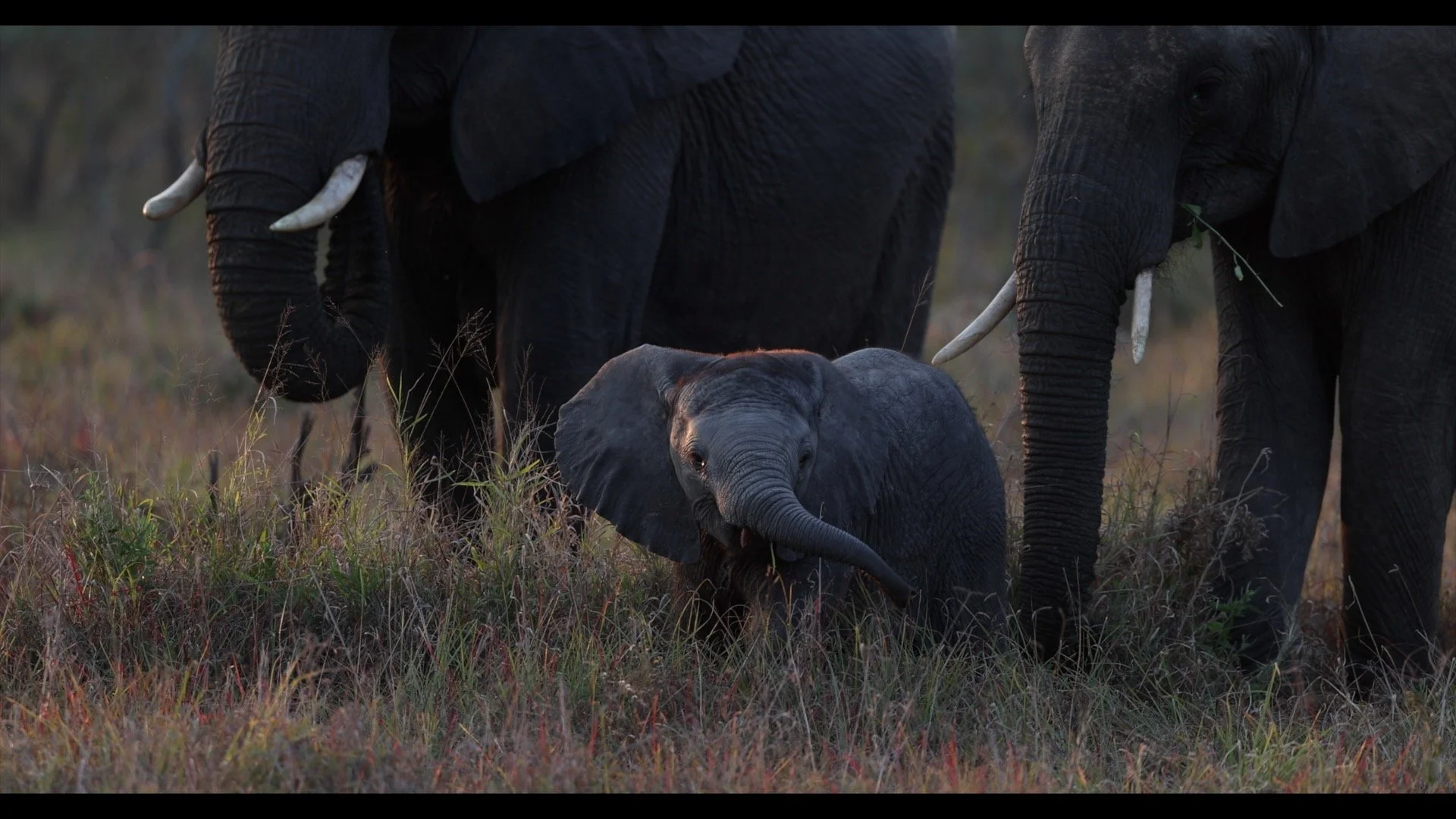 Baby Elephant.jpg