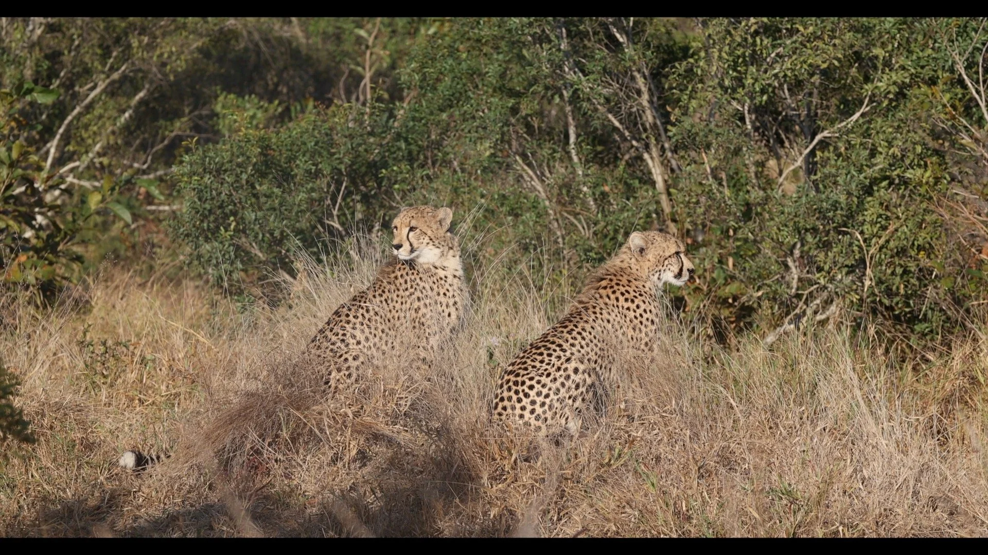 2 Cheetas.jpg