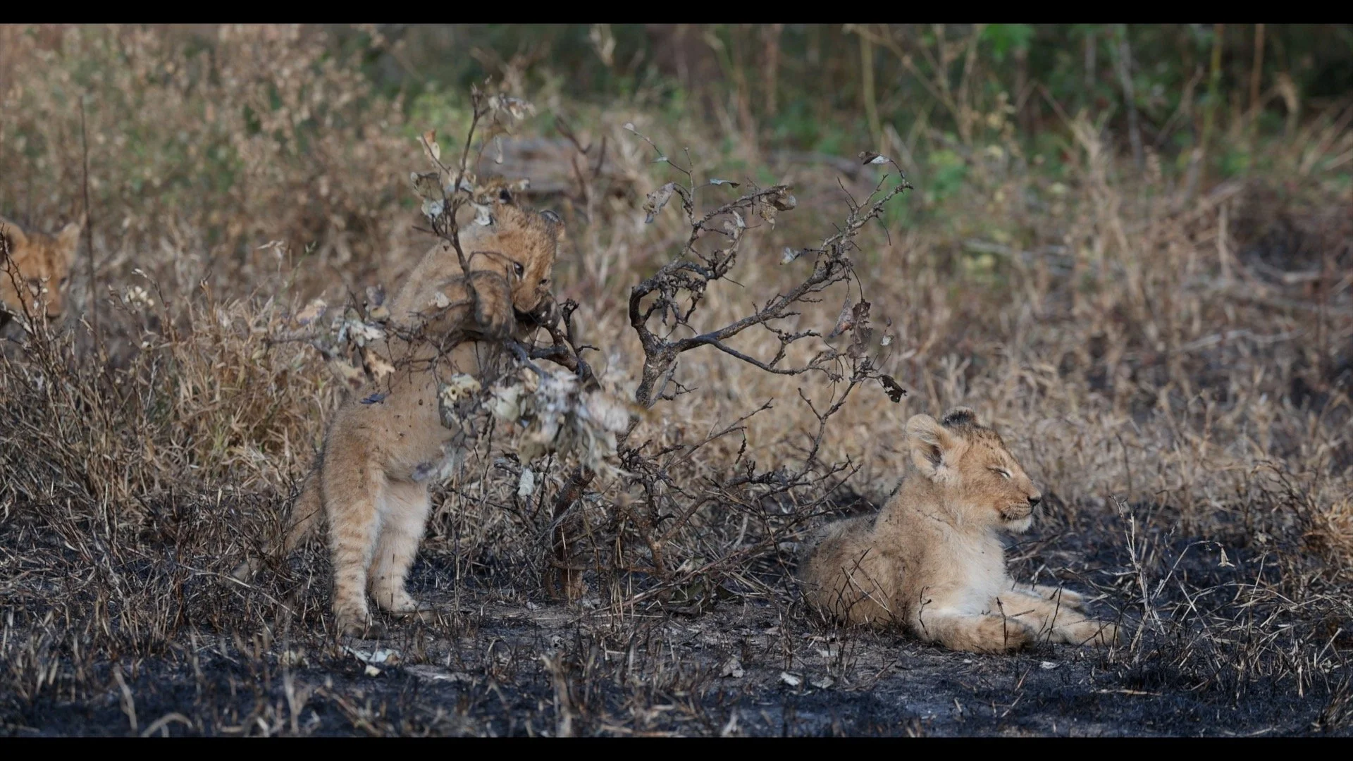 lion cubs 1.jpg