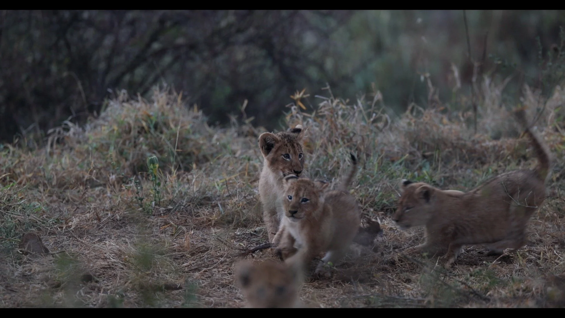Lion Cubs Running.jpg