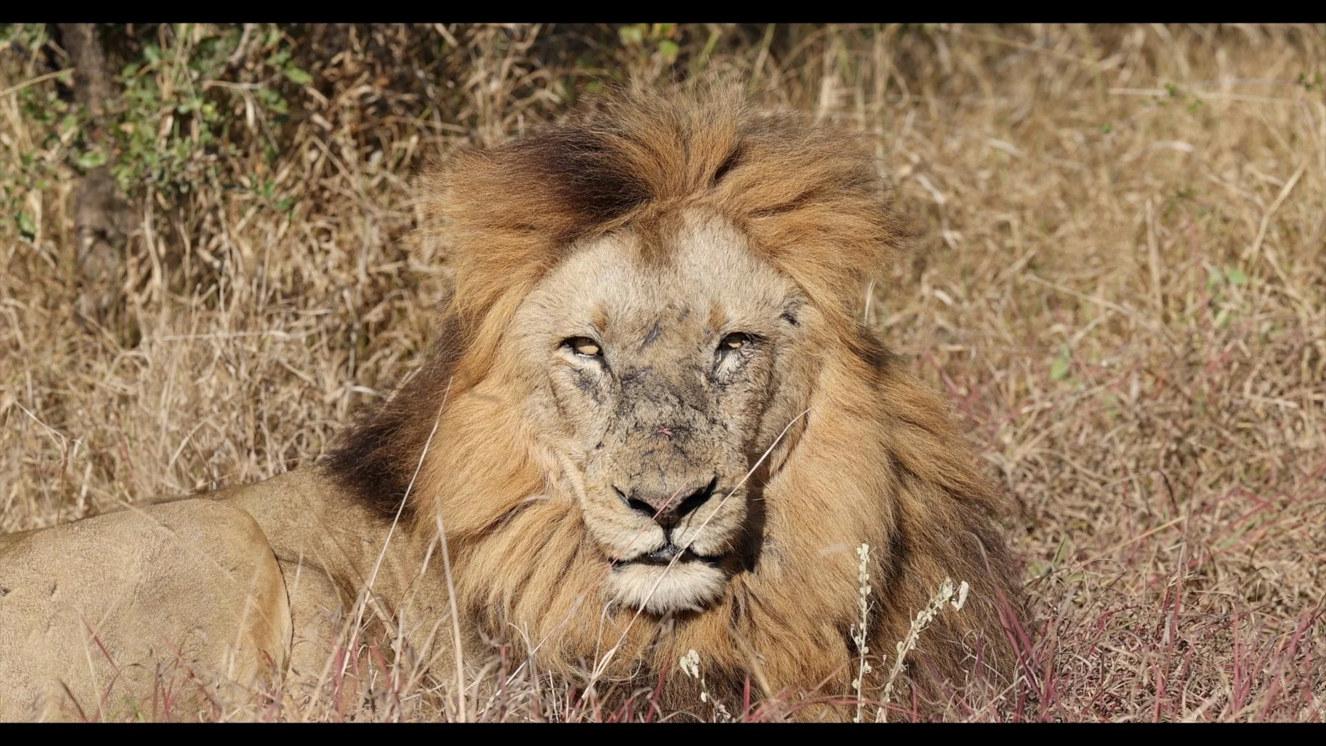 Lion.jpg