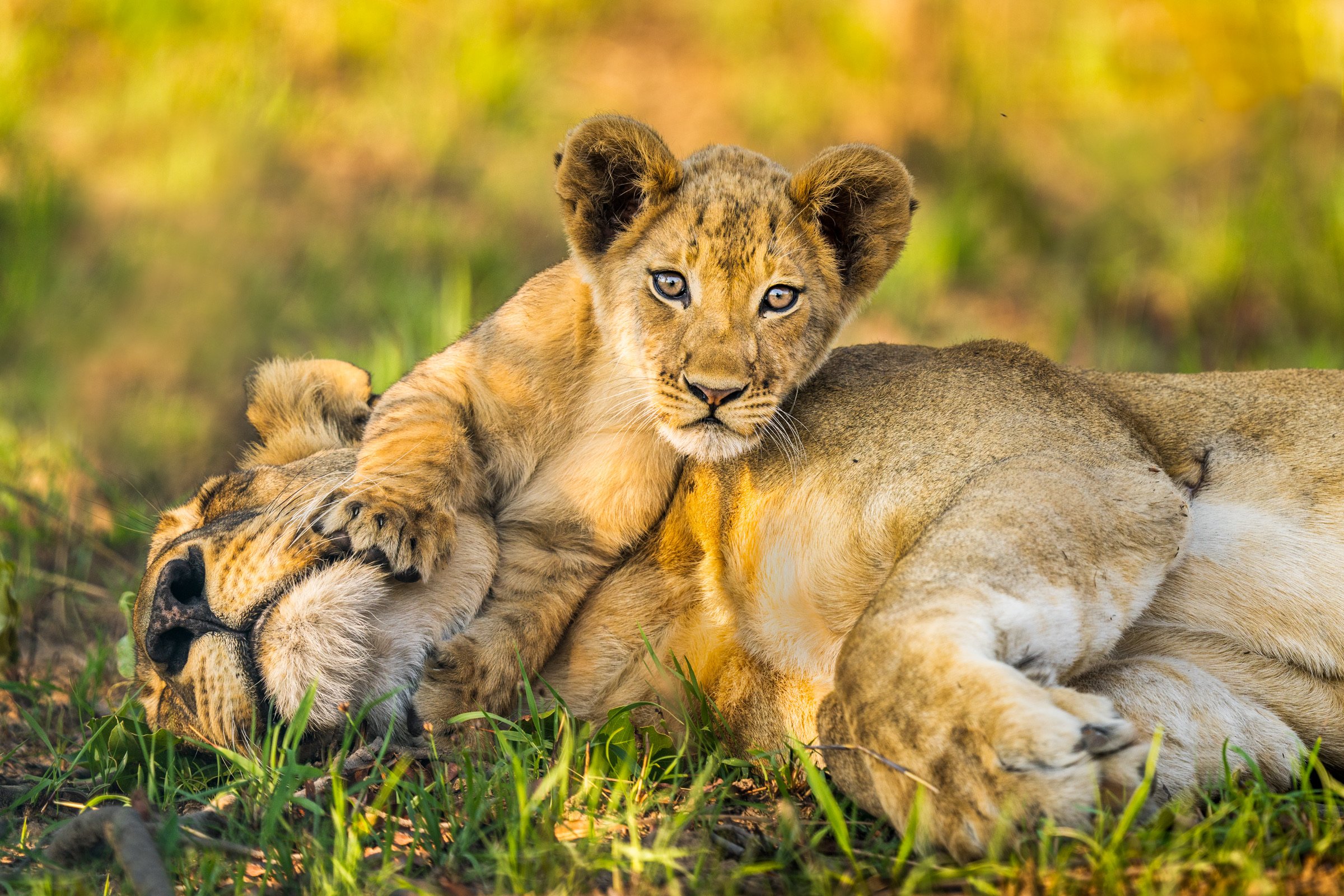 IMG-370631-Edit-African-Lion-Zambia-Sebastian-Kennerknecht.jpeg