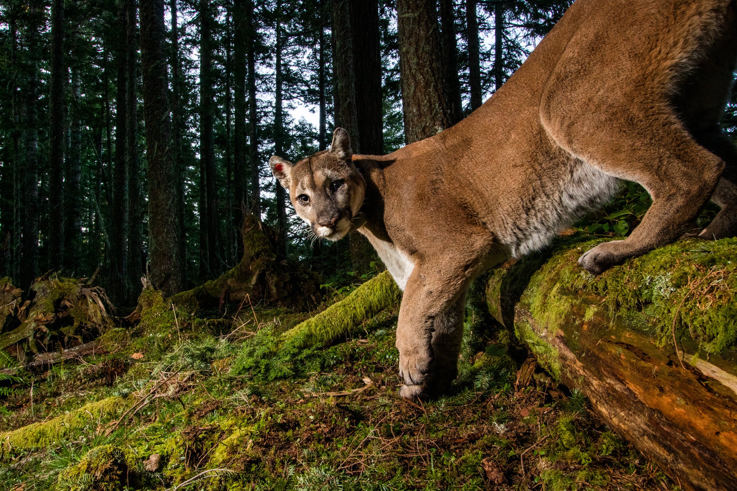 IMG-400597-Mountain-Lion-Washington-Sebastian-Kennerknecht.jpeg