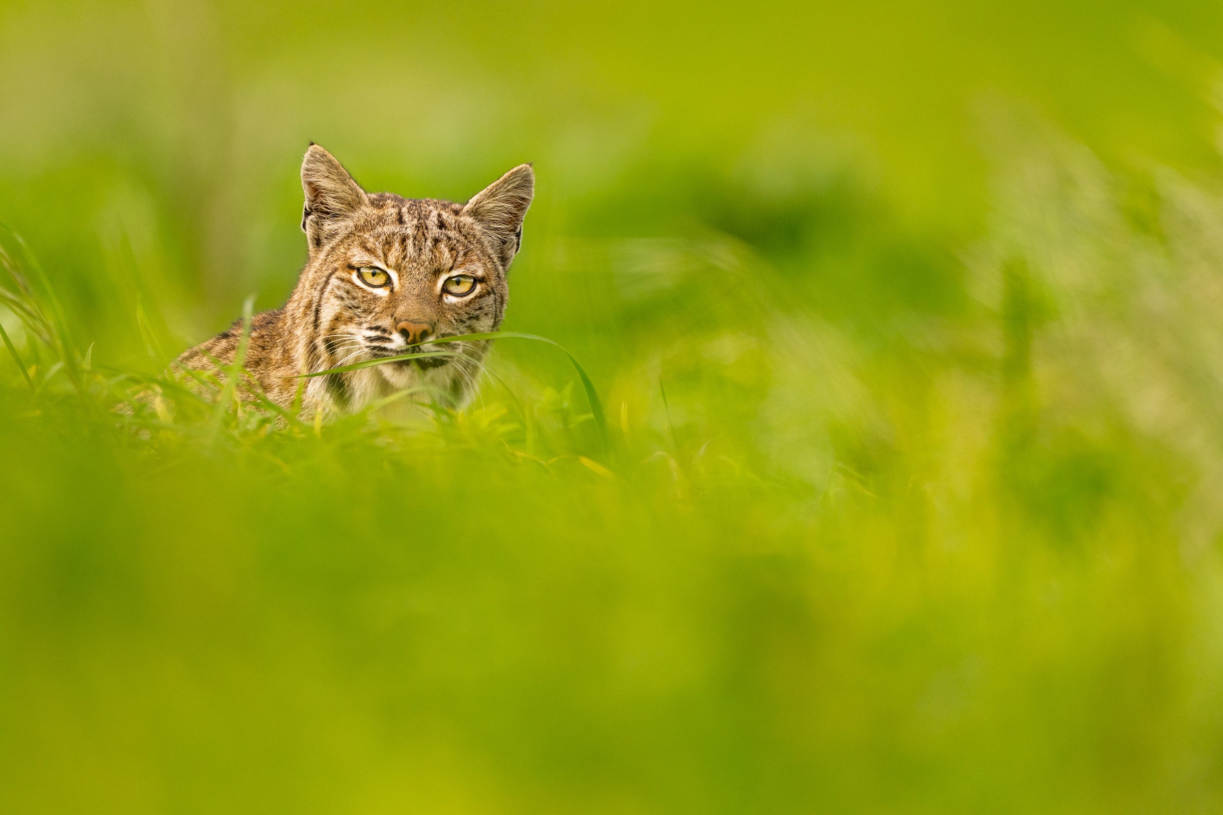 IMG-470031-Bobcat-California-Sebastian-Kennerknecht.jpeg