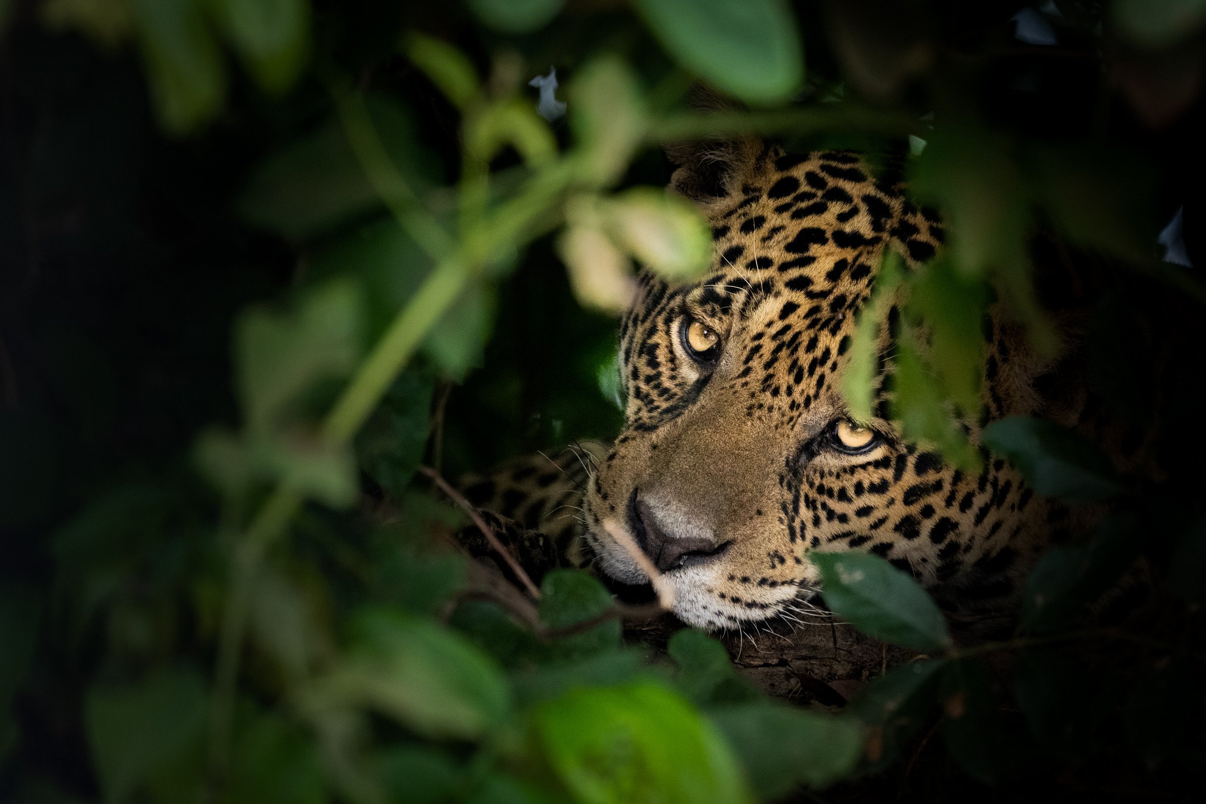 IMG-499574-Jaguar-Brazil-Sebastian-Kennerknecht.jpeg