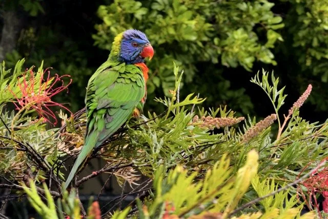 RAINBOW LAURAKEET 0 Medium.jpeg