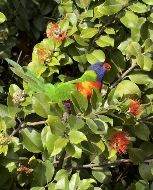 RAINBOW LAURAKEET 1 Medium.jpeg