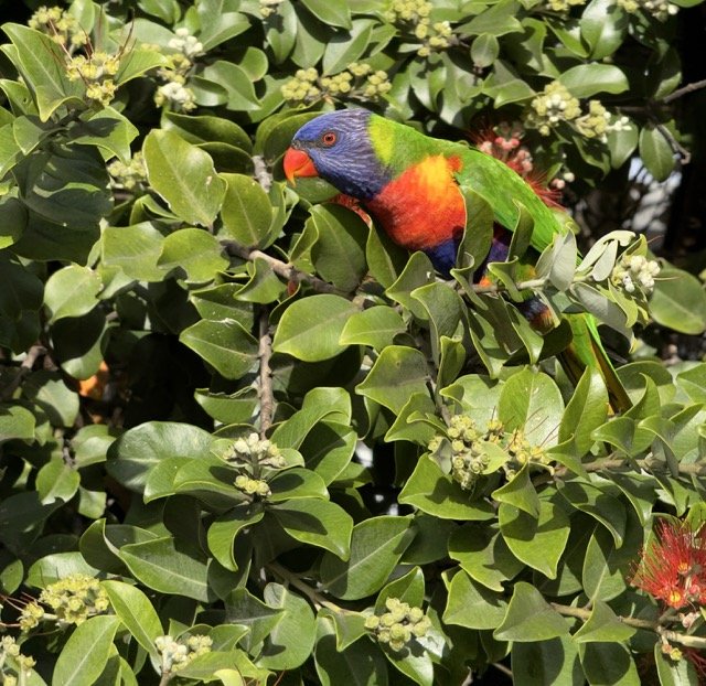 RAINBOW LAURAKEET 2 Medium.jpeg