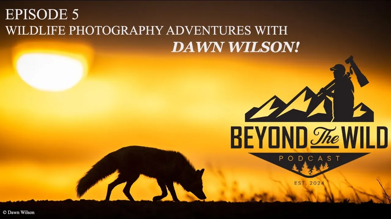 Dawn Wilson Ep.webp