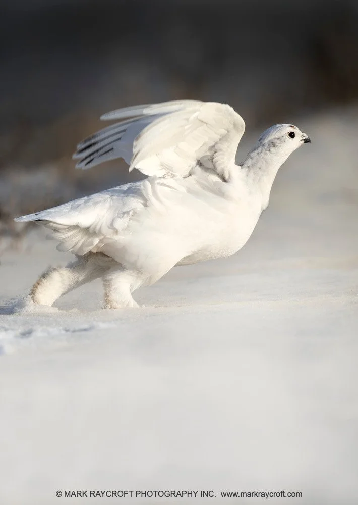 PTM056_Ptarmigan_Mark_Raycroft.JPG