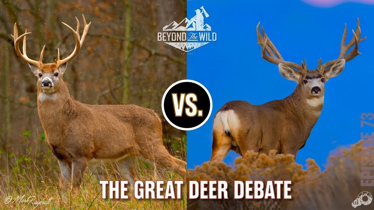 White Tail Vs Mule.jpg