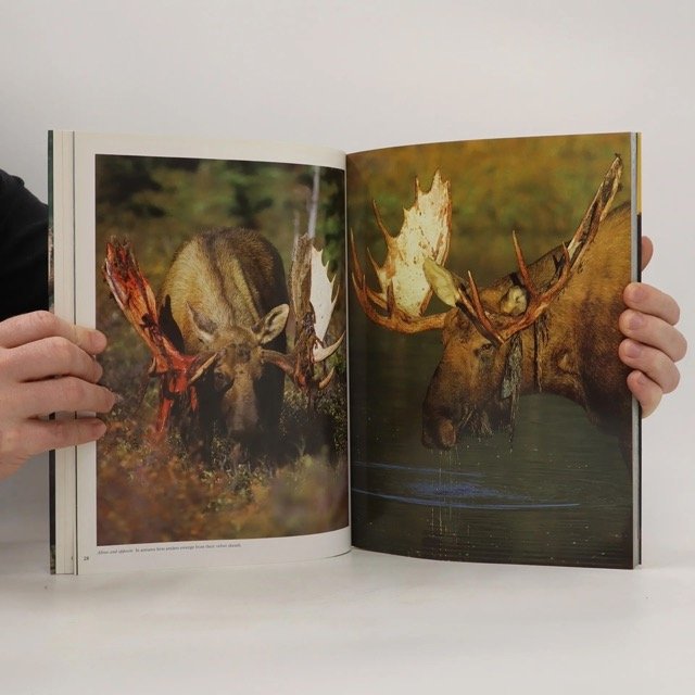 Moose Book Inside Spread Medium.jpeg