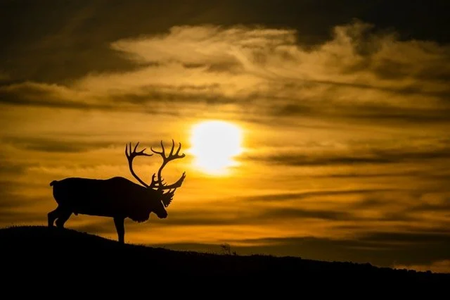 WC9038_Caribou_Woodland_Mark_Raycroft Medium.jpeg