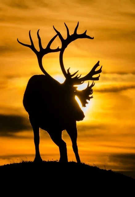 WC90412_Caribou_Woodland_Mark_Raycroft Medium.jpeg