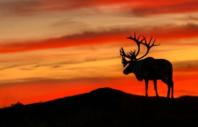 WC90491_Caribou_Woodland_Mark_Raycroft Medium.jpeg