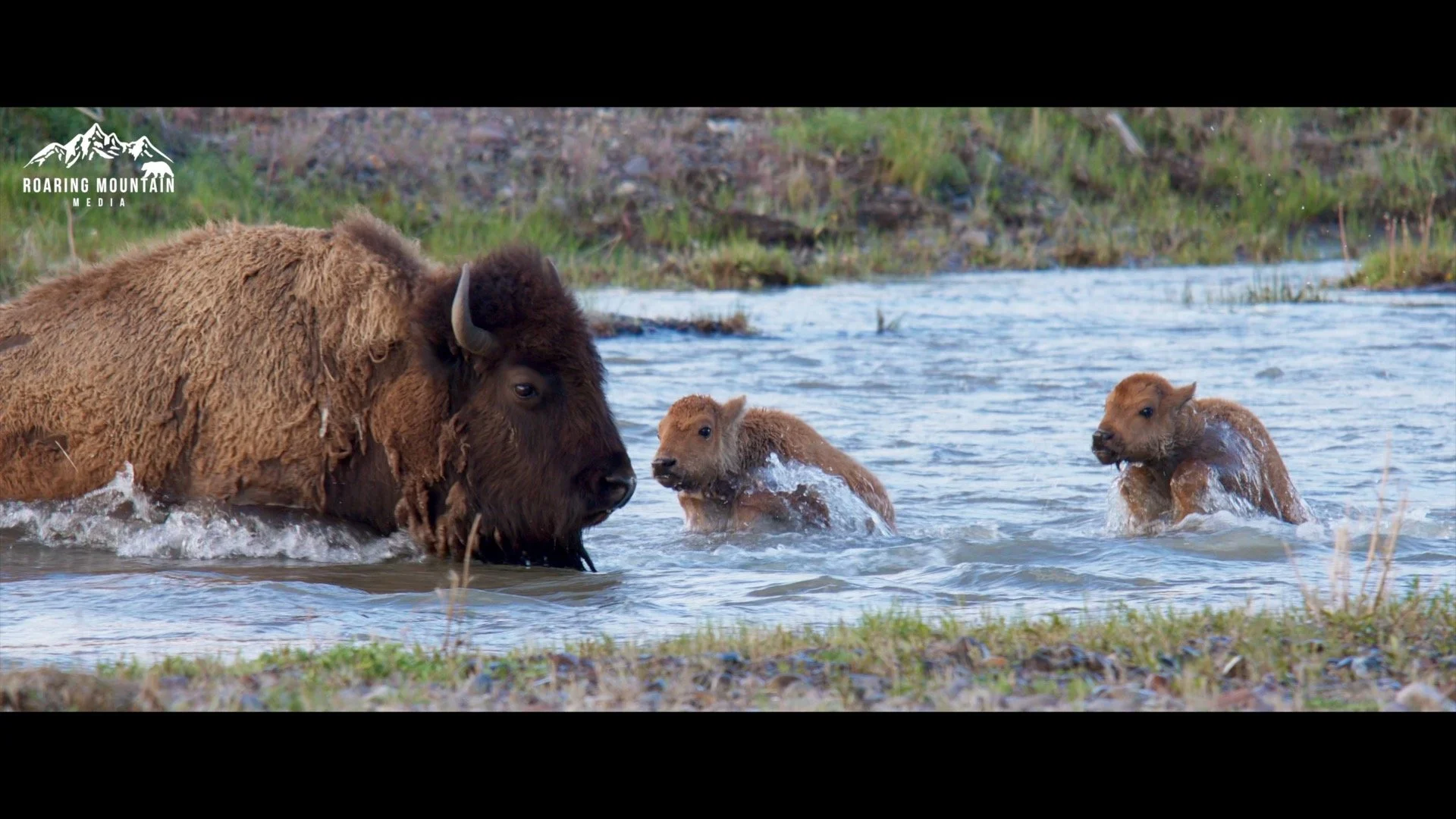 Bison and calves.jpg