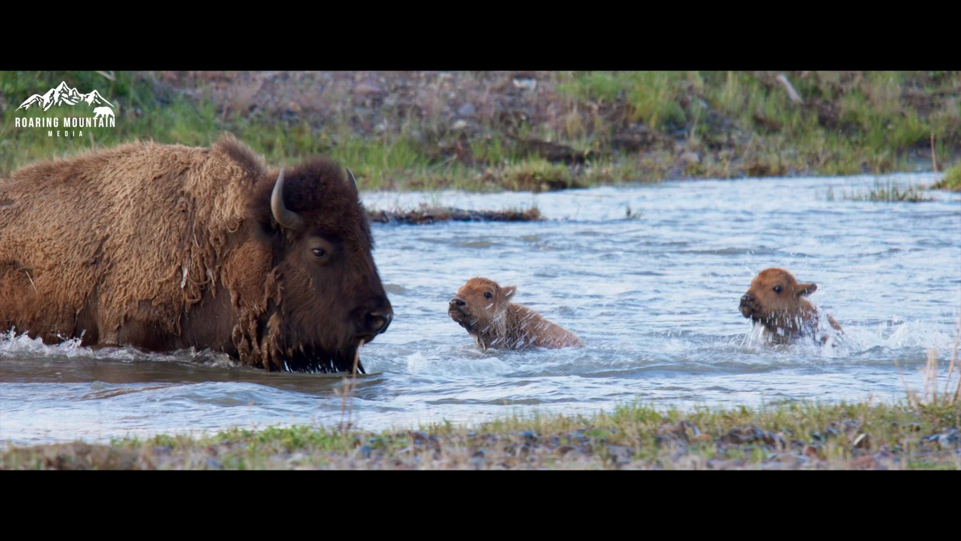 Bison River.jpg