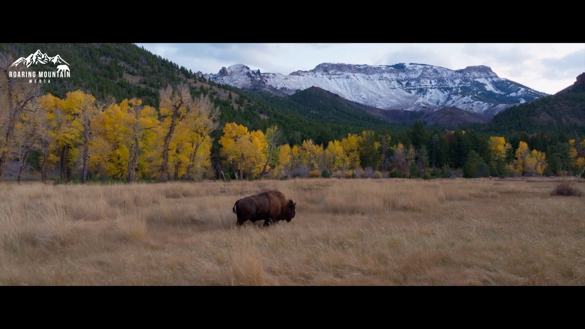 Bison view.jpg