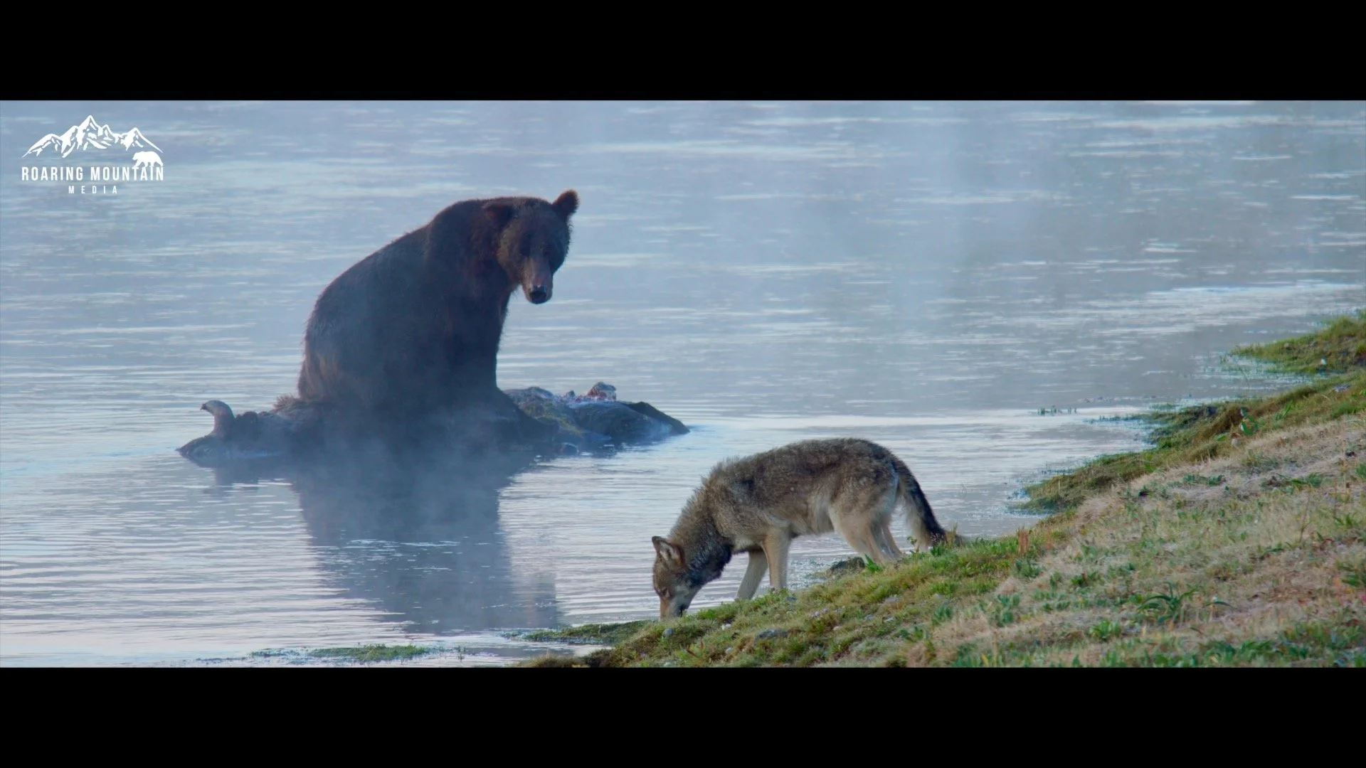 Griz and Wolf.jpg