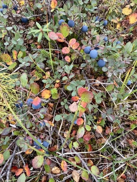 14 BLUEBERRIERS - 2 Medium.jpeg