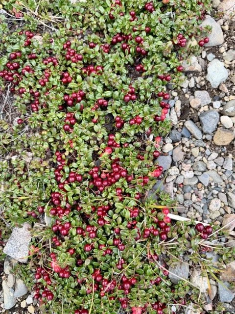 15 LINGONBERRIES Medium.jpeg