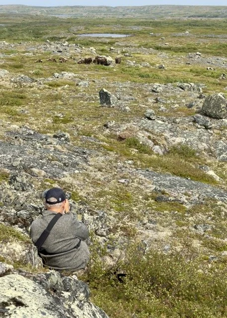 20 MARK NORMAN PHOTOGRAPHING MUSK OX 2 Medium.jpeg