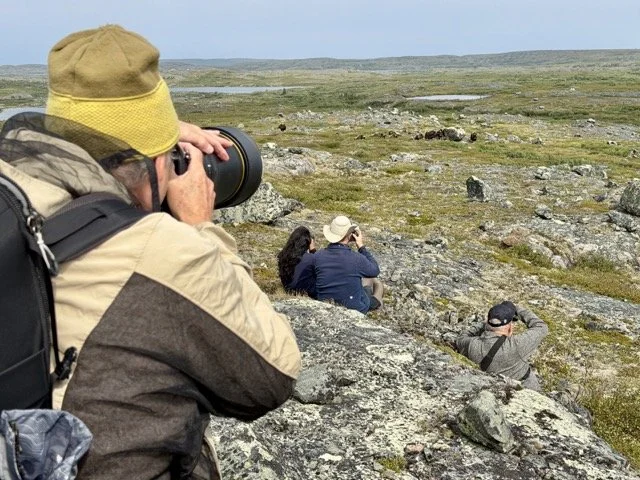 21 GROUP PHOTOGRAPHING MUSK OX Medium.jpeg
