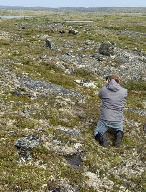 22.5 TOM PHOTOGRAPHING MUSK OX Medium.jpeg