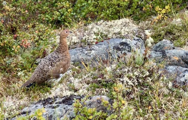 30.5 PTARMIGAN Medium.jpeg