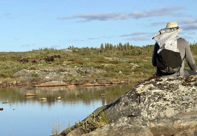 34 MUSK OX BY POND Medium.jpeg