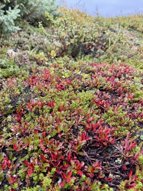 39 COLOURS STARTING Medium.jpeg