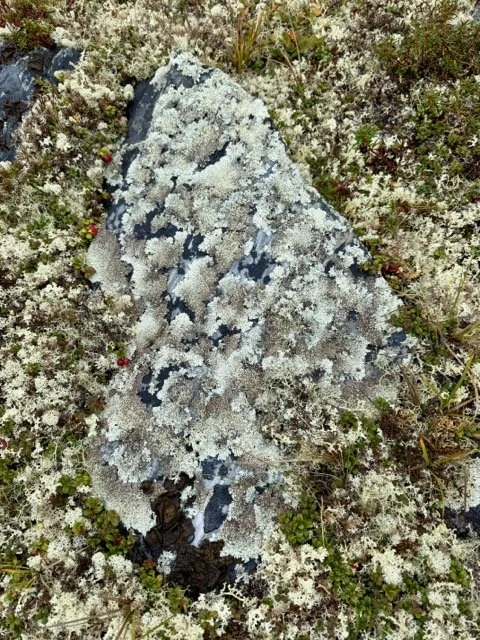 41 LICHEN Medium.jpeg