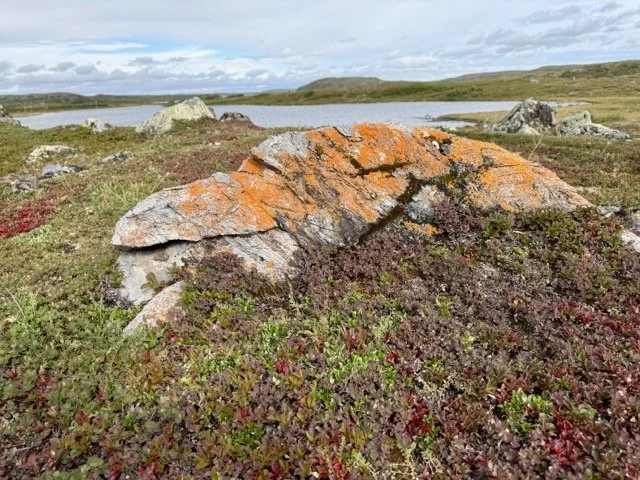 42 LICHEN 2 Medium.jpeg